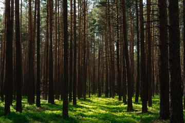 Obraz premium Sunny Forest