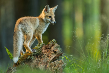 Cute Red fox in the natural environment, Vulpes vulpes, Europe