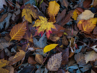 Fallen autumn leaf liter color  on forest floor