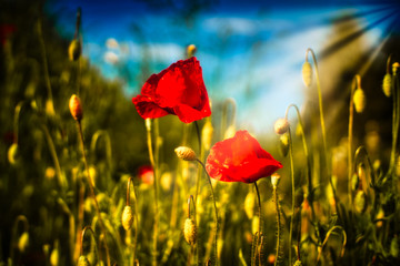 Obraz premium Field of Corn Poppy Flowers