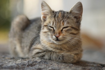 Close-up portrait of a gray cat lying on a stone.