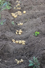 Potato. potato tuber.