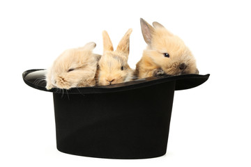 Bunny rabbits in black hat isolated on white background © 5second