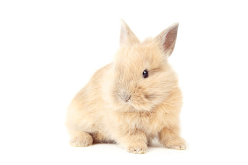 Bunny rabbit isolated on white background