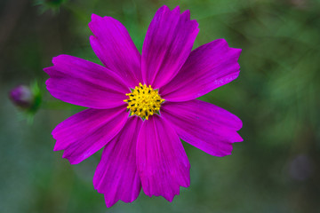 Obraz premium コスモス