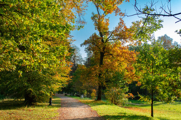 Fototapeta premium Road in The Park