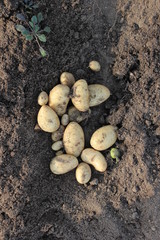 Potato. potato tuber.