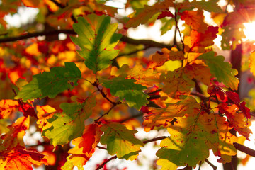 Fototapeta premium Colorful Leaves