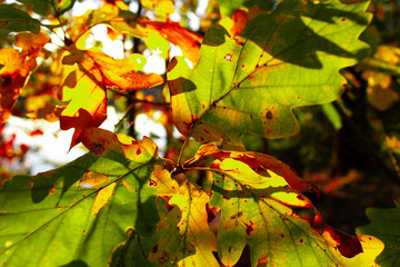 Colorful Leaves