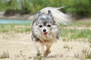 Chihuahua