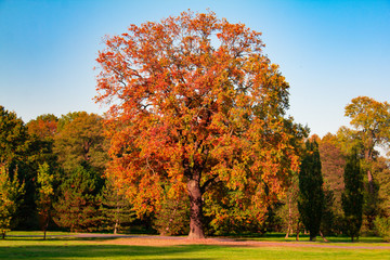 Colorful Tree