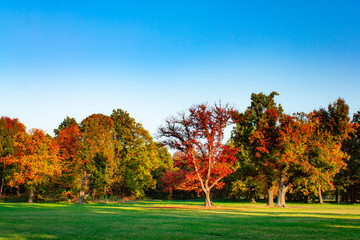 Colorful Tree