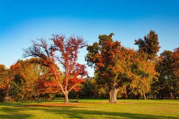 Naklejka premium Colorful Tree