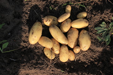 Potato. potato tuber.