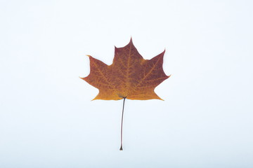 red maple leaf isolated on white background
