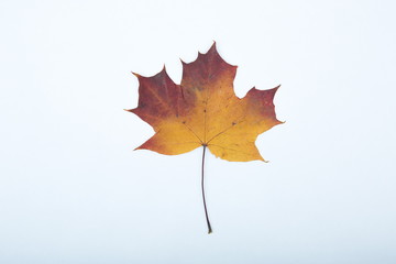 autumn leaf isolated on white background