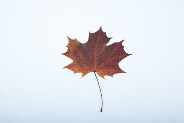 autumn maple leaf isolated on white background