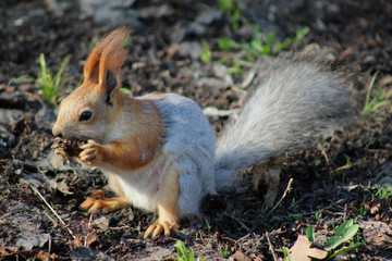 squirrel