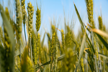 Pouring spike of winter wheat.