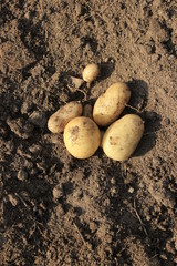 Potato. potato tuber.