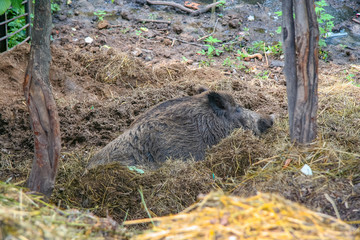 Wild boar resting in the aviary