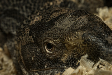 Head and eye of a monitor lizard macro photography