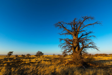 Large lone baobab tree against blue sky