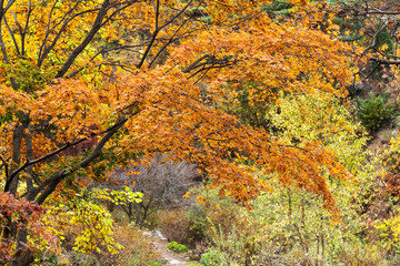 Selective focus of maple leaves in autumn season.