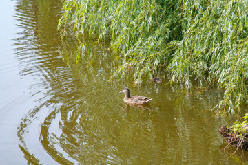 A reservoir of the zoo with  waterfowl