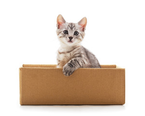 Little cat in the box.