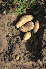 Fototapeta premium Potato. potato tuber.