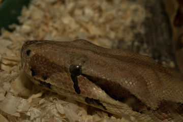 Snake crawling from top to bottom