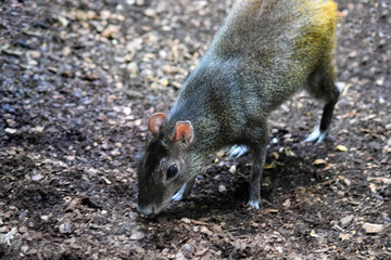 Goldaguti