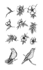 Dog-rose, briar, brier, eglantine, canker-rose and nightingale. Set of elements for design. Graphic drawing, engraving style. Vector illustration in black and white.