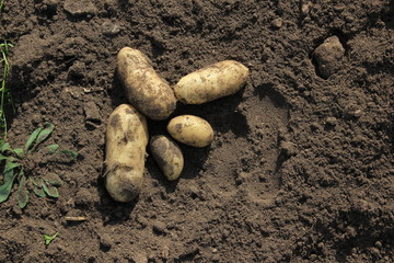 Potato. potato tuber.