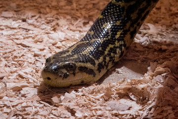 Yellow-black snake creeping on the ground