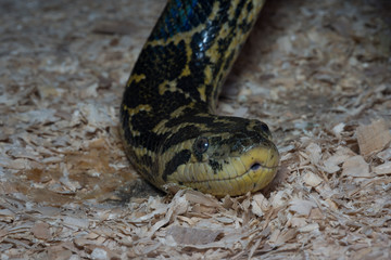 Yellow-black snake creeping on the ground