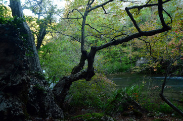 Water flow of the Canyon. Forest and mountain landscapes