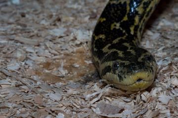 Yellow-black snake creeping on the ground