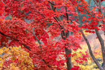 Selective focus of maple leaves in autumn season.