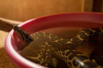 A yellow-black snake crawls out of the water