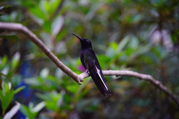 black hummingbird on a branch