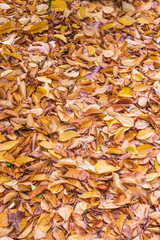 Background-Fallen Leaves of Star Magnolia Tree