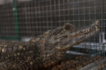 Little crocodile with big teeth