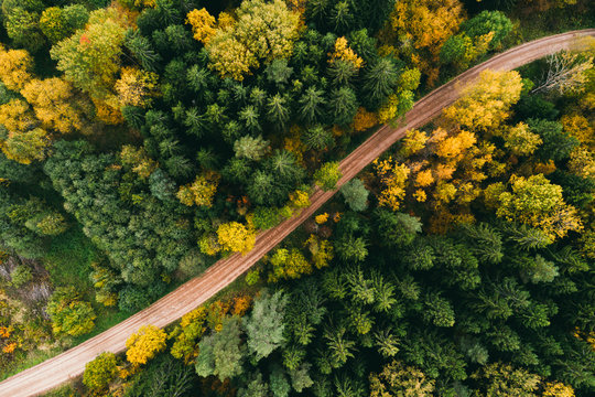 Road in the autumn forest aerial view. Yellow and green trees