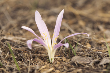 Merendera filifolia is a delicate pink or purple plant that grows in the meadows sometimes known as...