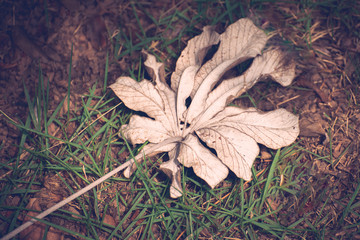 Dry and gray leaf on the ground