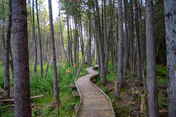 path in forest