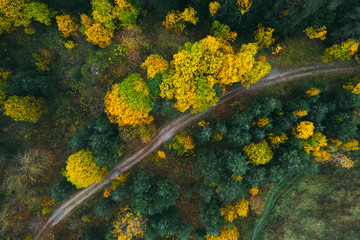 Country autumn road in the forest, bright colors.
