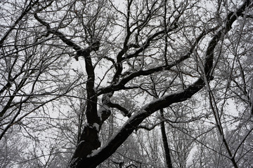 Snowy Tree